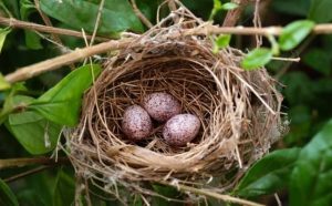 Pourquoi rêver de nid ?
