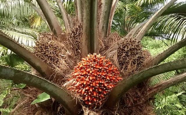 Rêver de palmier à huile