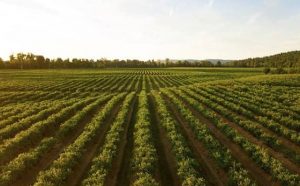 Pourquoi rêver de plantation ?