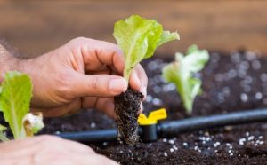 Pourquoi rêver de planter de la laitue ?