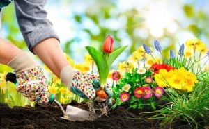 Pourquoi rêver de planter des fleurs ?