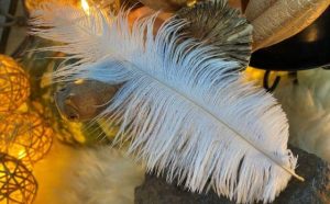Pourquoi rêver de plume d'autruche ?