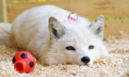 Pourquoi rêver de renard blanc ?