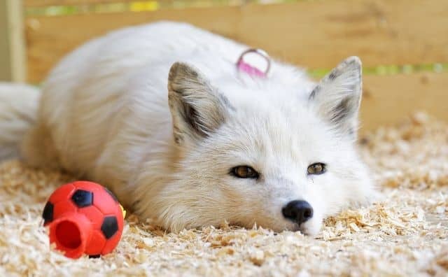 Pourquoi rêver de renard blanc ?