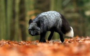 Pourquoi rêver de renard noir ?