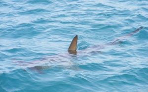 Pourquoi rêver de requin dans la mer ?