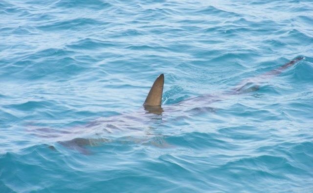 Rêver de requin dans la mer