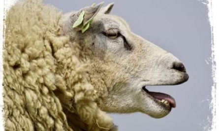Pourquoi rêver de sacrifice de mouton ?