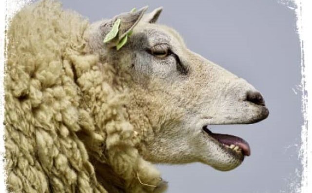 Rêver de sacrifice de mouton
