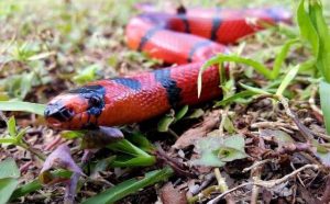 Pourquoi rêver de serpent rouge qui vous poursuit ?