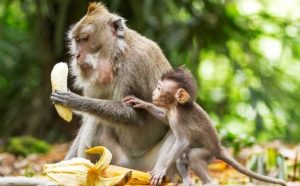 Pourquoi rêver de singe et de banane ?