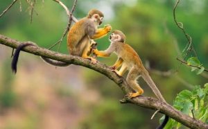Pourquoi rêver de singes jaunes ?