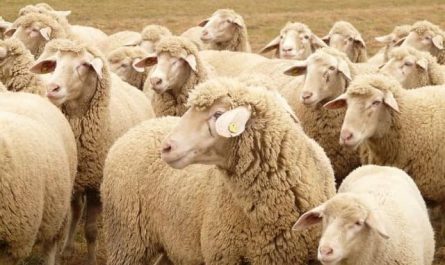 Pourquoi rêver de troupeau de moutons ?