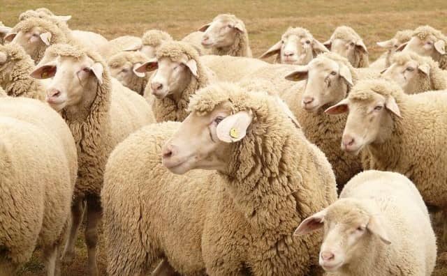 Rêver de troupeau de moutons