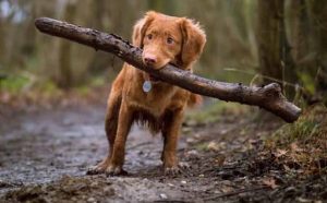 Pourquoi rêver d'abandonner son chien ?