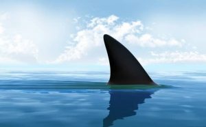 Pourquoi rêver d'ailerons de requin ?