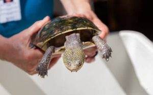 Pourquoi rêver d'attraper une tortue ?