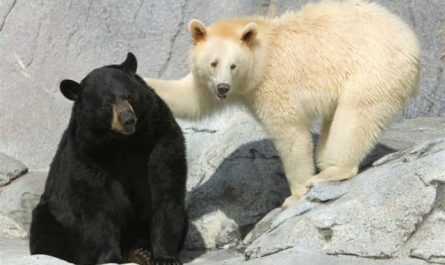 Pourquoi rêver d'ours noir et blanc?