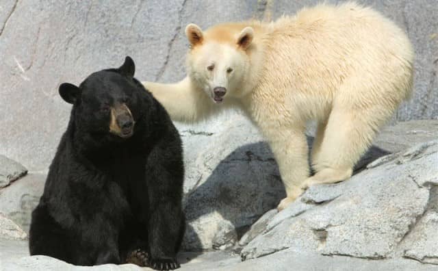 Rêver d’un ours blanc et noir