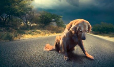 Pourquoi rêver d'un chien sur la route ?