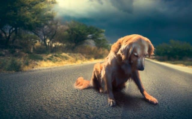 Rêver d’un chien sur la route
