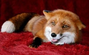Pourquoi rêver d'un renard gentil ?