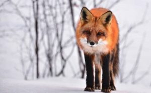 Pourquoi rêver d'un renard qui me regarde ?