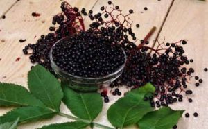 Pourquoi rêver de baies de sureau ?