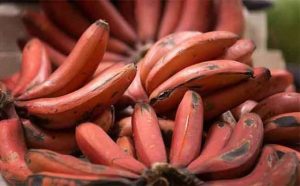 Pourquoi rêver de banane rouge ?