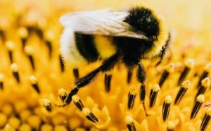 Pourquoi rêver de bourdon ?