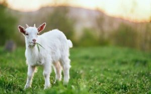 Pourquoi rêver de chèvre ?