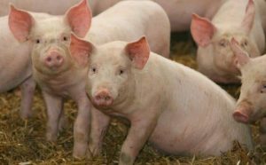 Pourquoi rêver de cochons ?