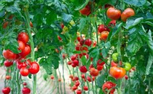 Pourquoi rêver de faire pousser des tomates ?