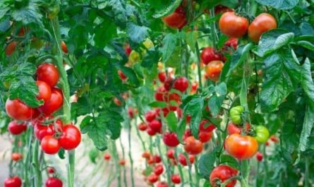 Pourquoi rêver de faire pousser des tomates ?