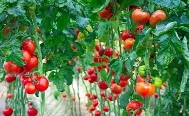 Rêver de faire pousser des tomates