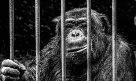 Pourquoi rêver de gorille en cage ?