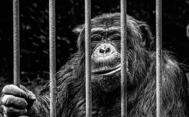 Rêver de gorille en cage