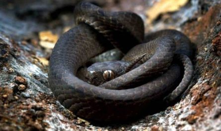Pourquoi rêver de gros serpents noirs ?
