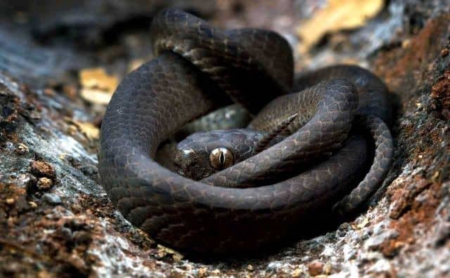 Rêver de gros serpents noirs