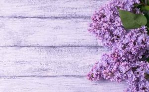 Pourquoi rêver de lilas ?