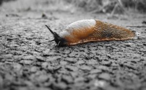 Pourquoi rêver de limace morte ?
