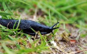 Pourquoi rêver de limace noire ?