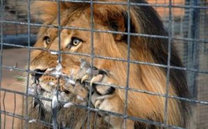 Pourquoi rêver de lion en cage ?