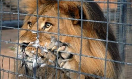 Pourquoi rêver de lion en cage ?