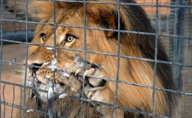 Rêver de lion en cage