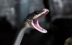 Pourquoi rêver de morsure de serpent noir ?