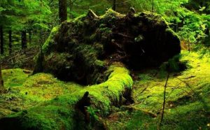 Pourquoi rêver de mousse ?