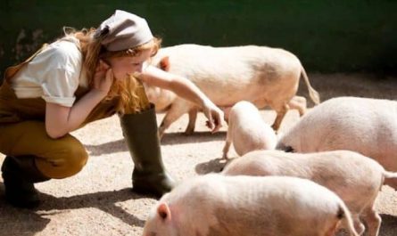 Pourquoi rêver de nourrir des cochons ?