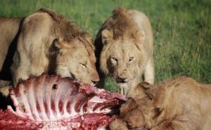 Pourquoi rêver de nourrir un lion ?