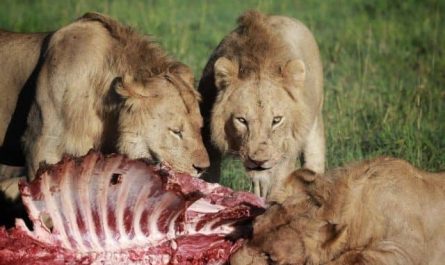 Pourquoi rêver de nourrir un lion ?